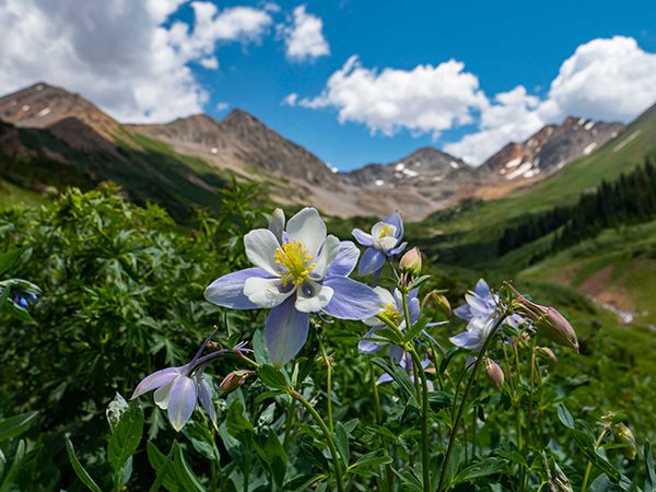 Flowers on a hike