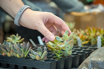 Wellness Wednesday Succulents