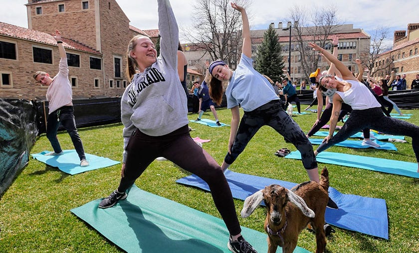 Goat Yoga