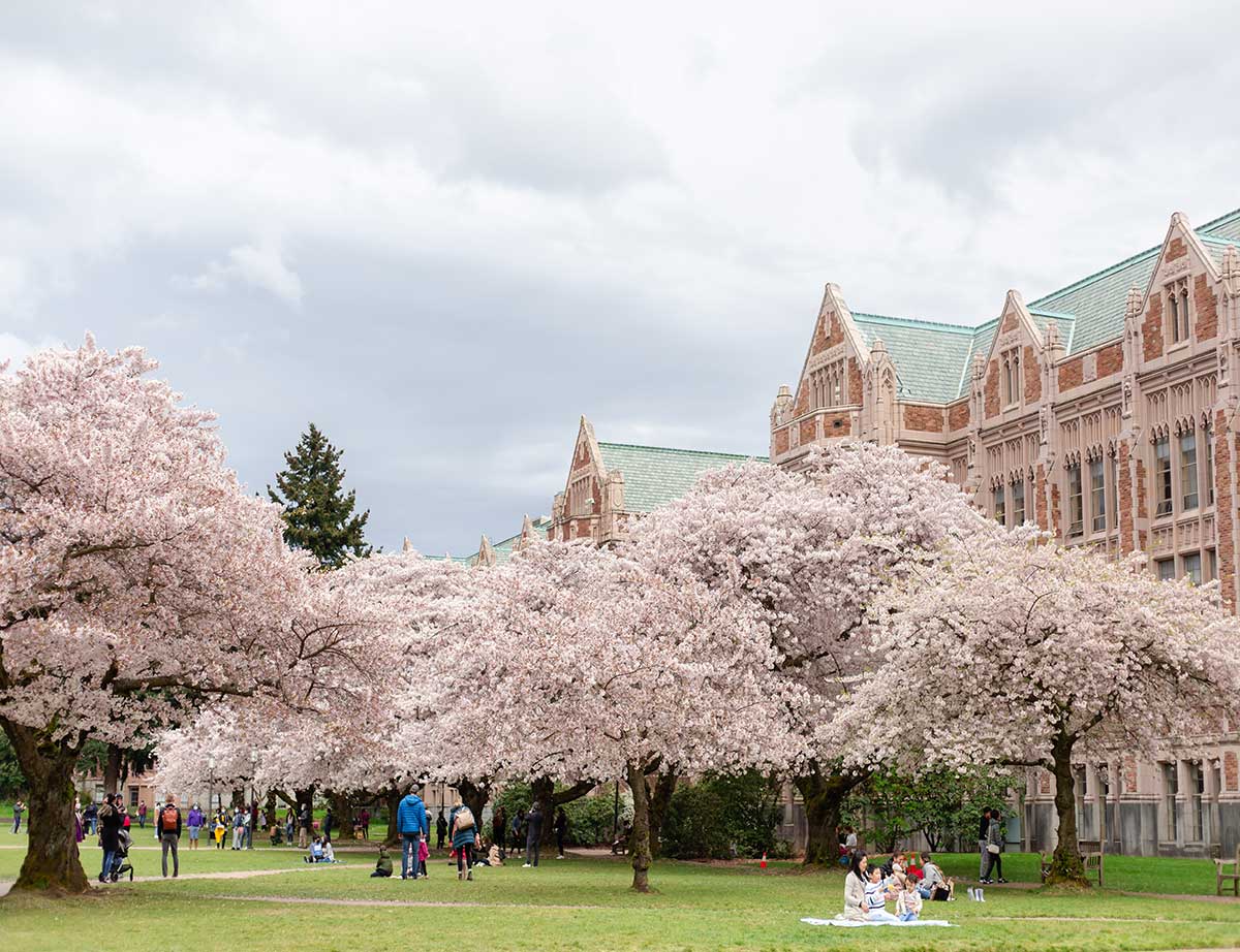 Cherry Trees in Bloom